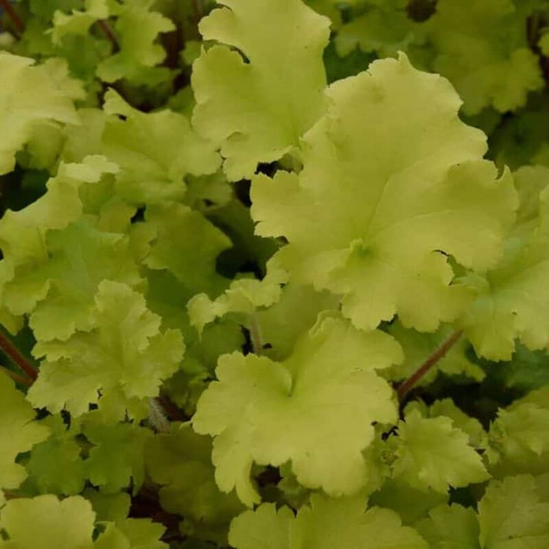 Heuchera 'Lime Marmalade' ---